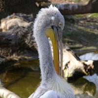 At The Zoo / DSC_0495.jpg