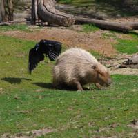 At The Zoo / DSC_0479.jpg