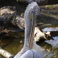 At The Zoo / DSC_0497.jpg